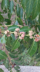 Glochidion lanceolatum