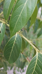 Glochidion lanceolatum