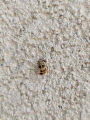 Harmonia axyridis
