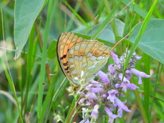 Argynnis adippe cleodoxa