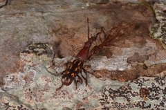 Arrhenodini