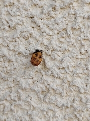 Harmonia axyridis