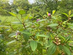 Melastoma malabathricum