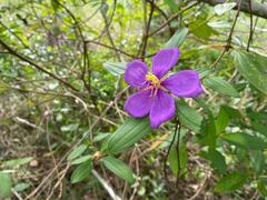 Melastoma malabathricum