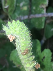 Phacelia malvifolia