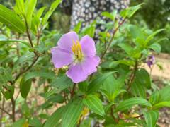 Melastoma malabathricum