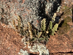Cheilanthes lasiophylla