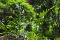 Pteris semipinnata