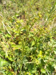 Bupleurum affine