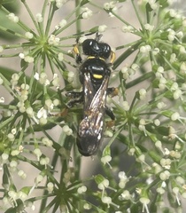 Ectemnius lapidarius