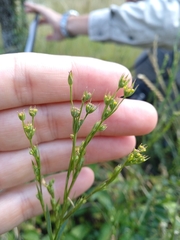 Bupleurum affine