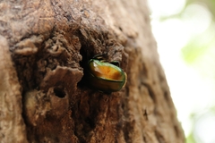 Pseudotorynorrhina japonica