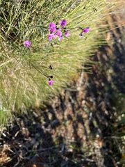 Glycine rubiginosa