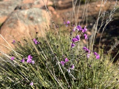 Glycine rubiginosa