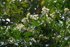 Schima superba superba