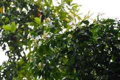 Schima superba superba