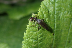 Dioctria hyalipennis
