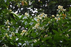 Schima superba superba