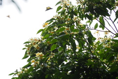 Schima superba superba