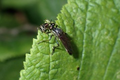 Dioctria hyalipennis