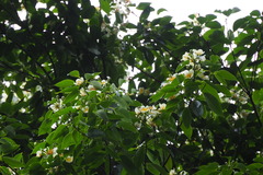 Schima superba superba