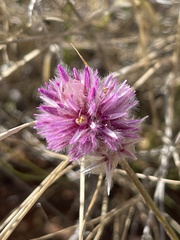 Ptilotus helipteroides
