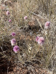 Ptilotus helipteroides