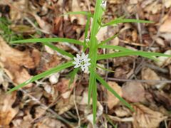 Pseudostellaria sylvatica