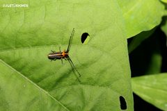 Essostrutha binotata