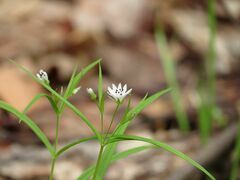 Pseudostellaria sylvatica