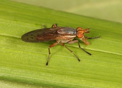 Hydromya dorsalis