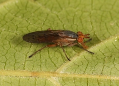Hydromya dorsalis
