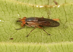Hydromya dorsalis