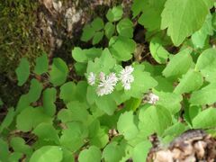 Thalictrum filamentosum