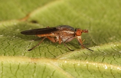 Hydromya dorsalis