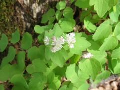 Thalictrum filamentosum