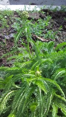 Achillea millefolium