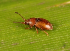 Kateretes pedicularius