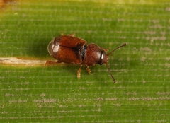 Kateretes pedicularius