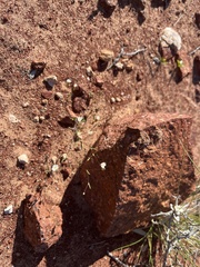 Podolepis capillaris