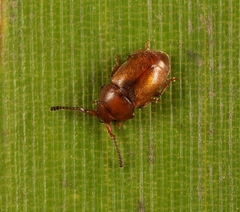 Kateretes pedicularius