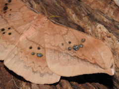 Copaxa multifenestrata