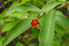 Cratoxylum cochinchinense