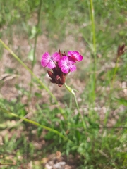 Dianthus armeria