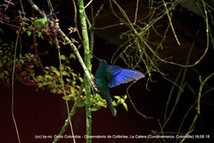 Pterophanes cyanopterus