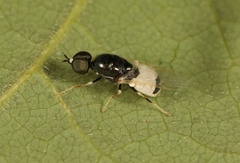 Nemotelus pantherinus