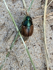Anomala dubia