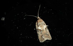 Harmologa