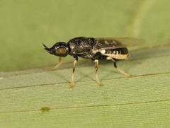 Nemotelus pantherinus