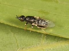 Nemotelus pantherinus